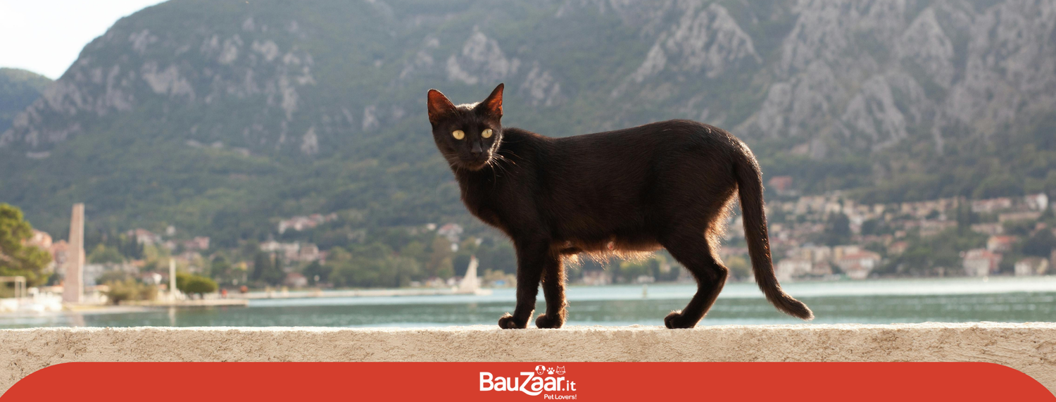 Le sette vite di un gatto