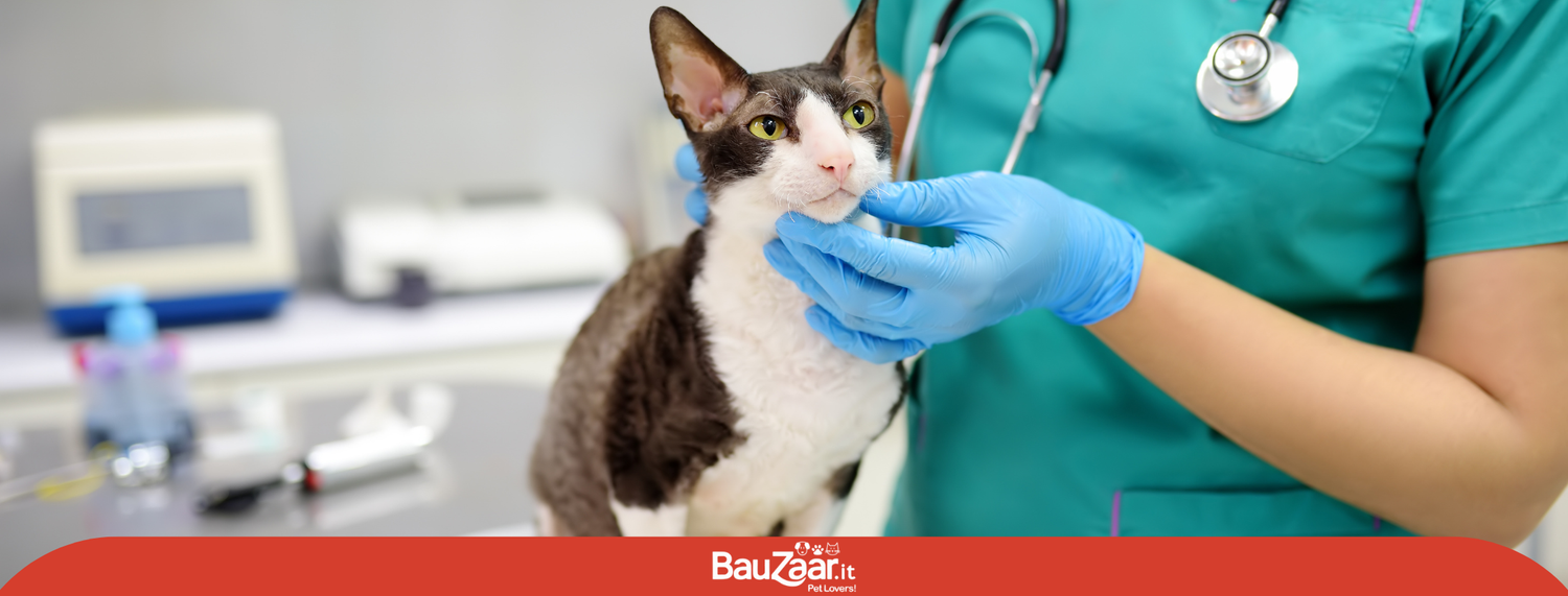 Le malattie trasmesse dalle pulci nel gatto