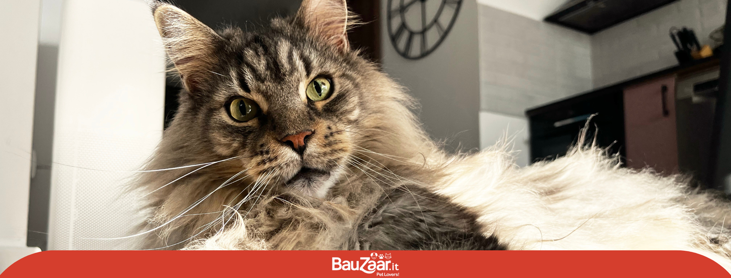 Il Maine Coon: tutto sul gigante gentile americano