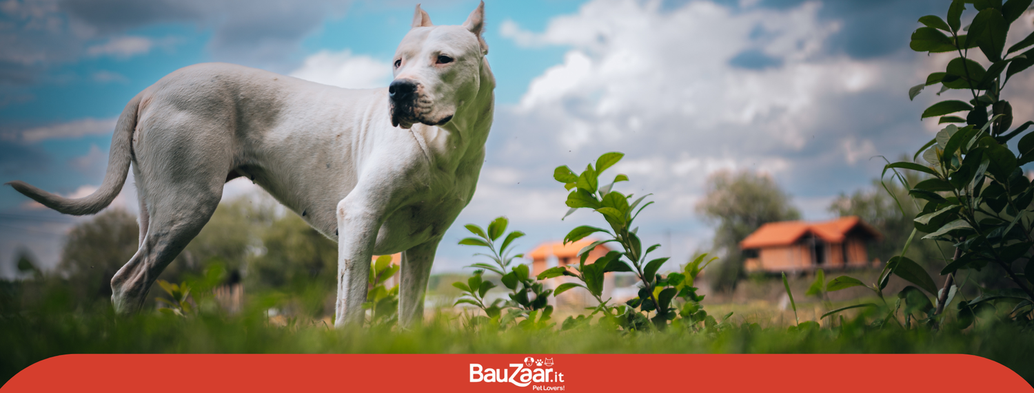 Dogo argentino