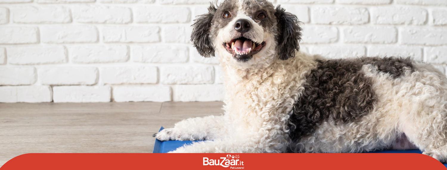 Tappetini rinfrescanti per cani