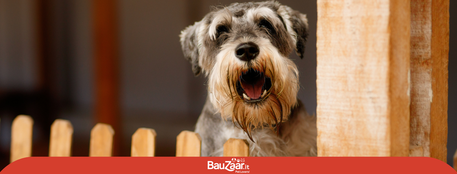 I 5 comportamenti del cane che bisogna saper comprendere