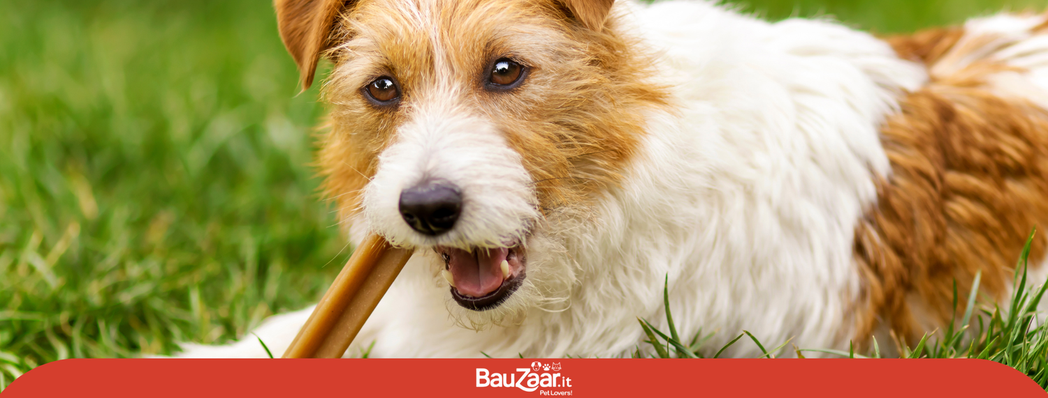 I vantaggi degli snacks per cani