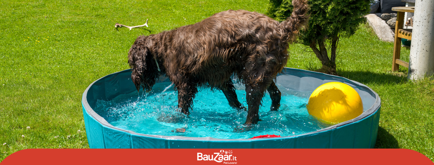 Piscine per cani: fresco divertimento