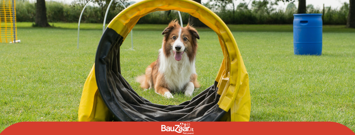 Cani e Sport: un binomio perfetto