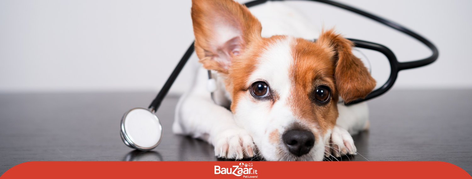 Dermatite e dieta: diagnosi e cura per il cane