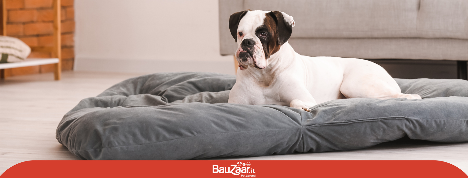 Cucce da interno per cani: come scegliere?