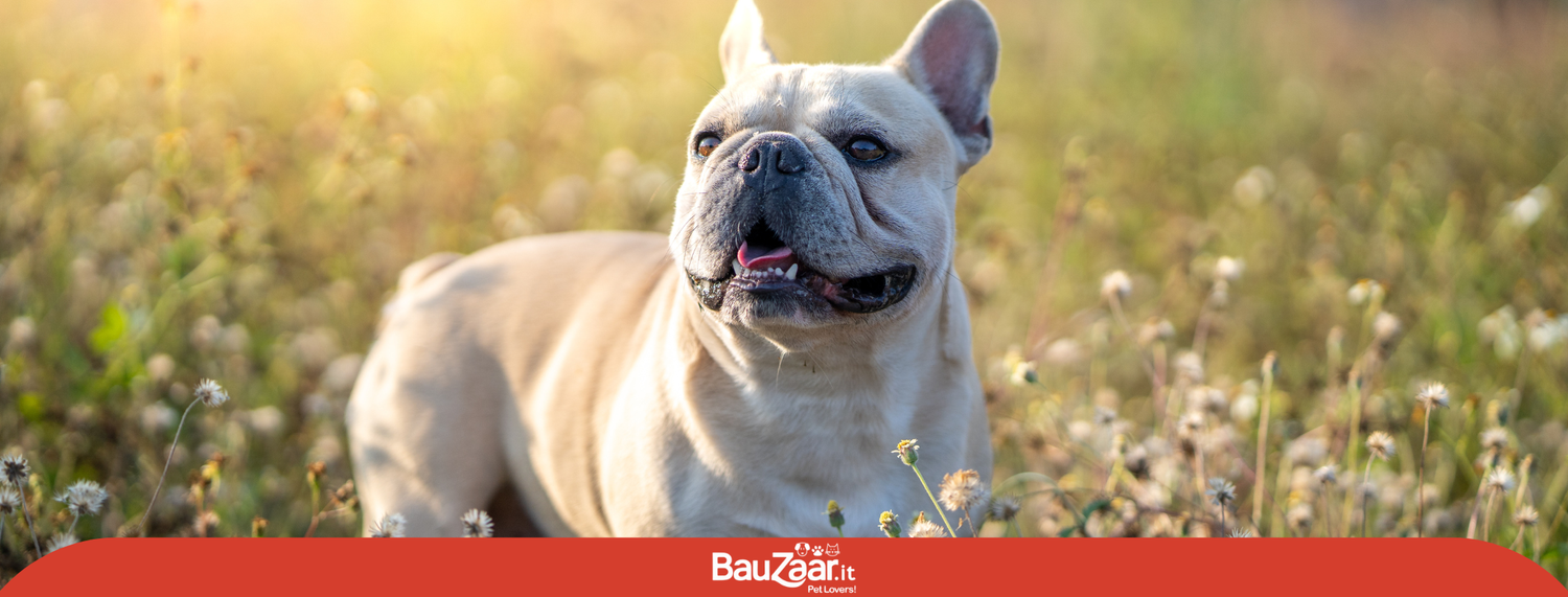 Bulldog Francese