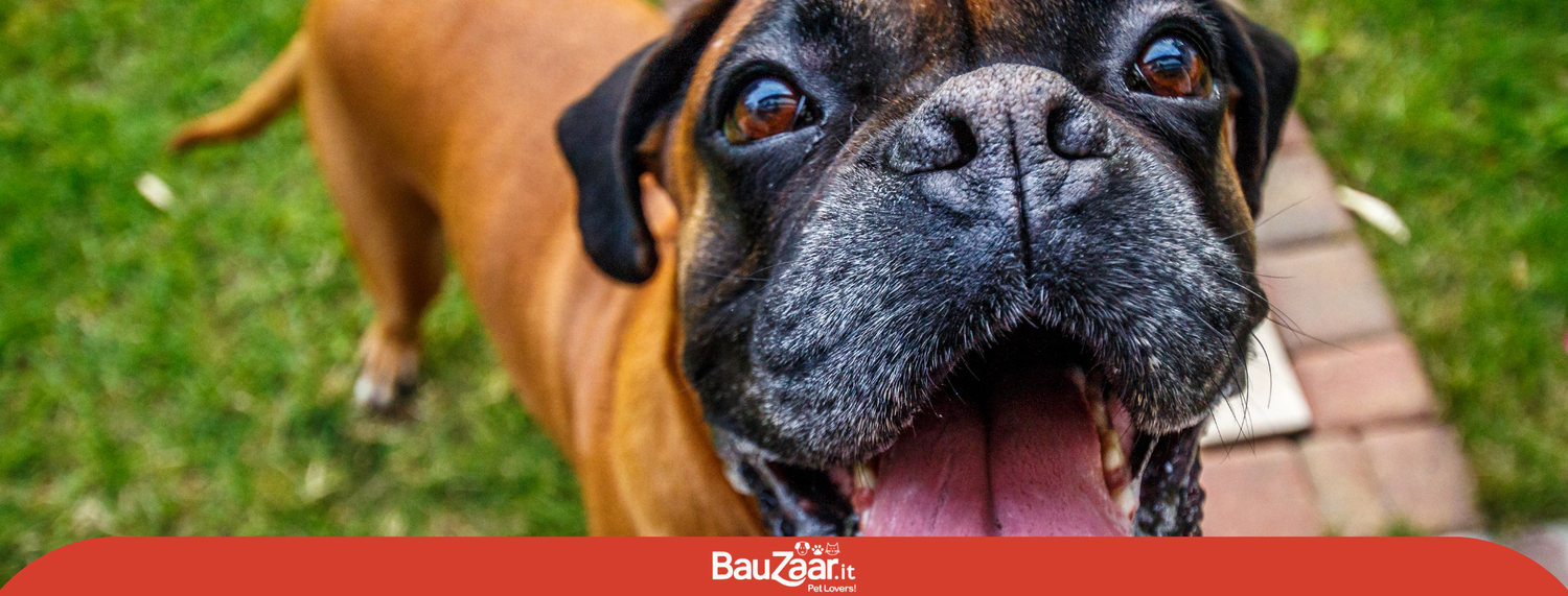 Boxer, il cane molosside di origine tedesca