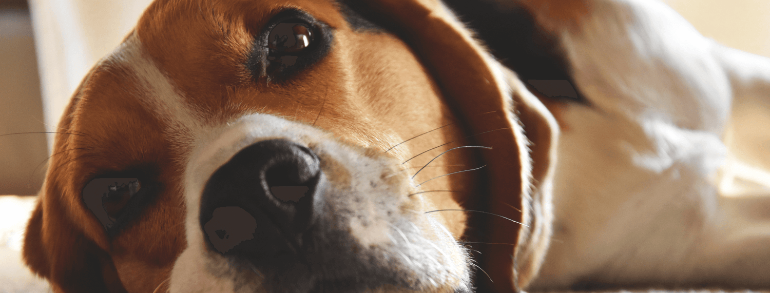 Cane Beagle: Carattere, Cuccioli Beagle, Cura Completa