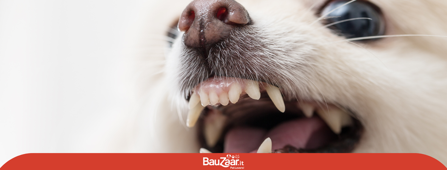 La rabbia del cane: sintomi e cura