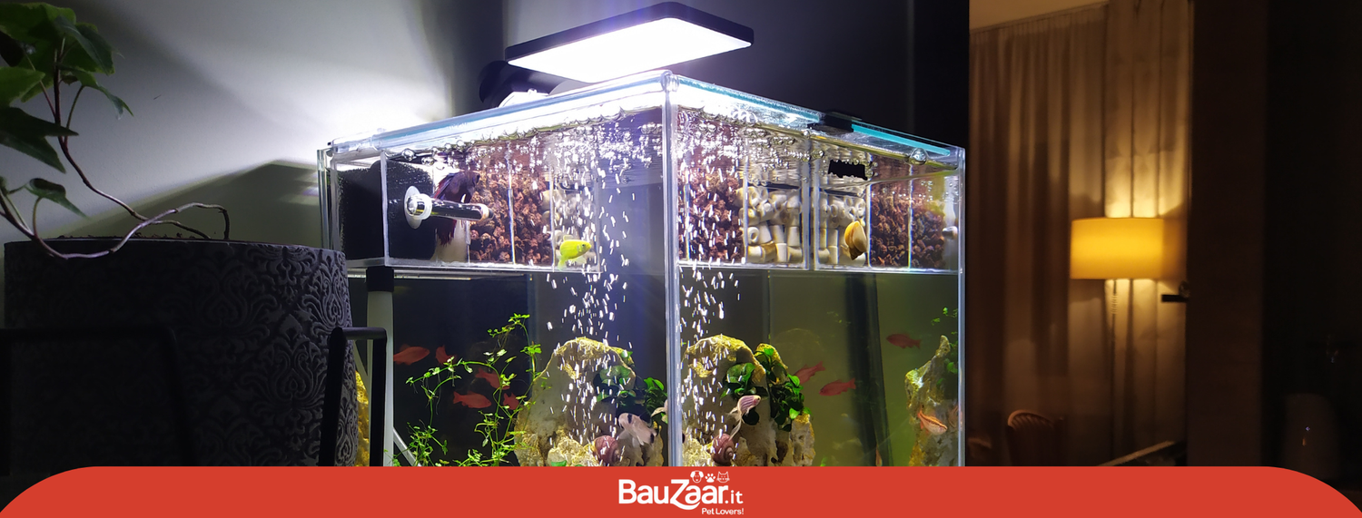 Acquario in casa, 5 consigli per chi inizia l'allestimento