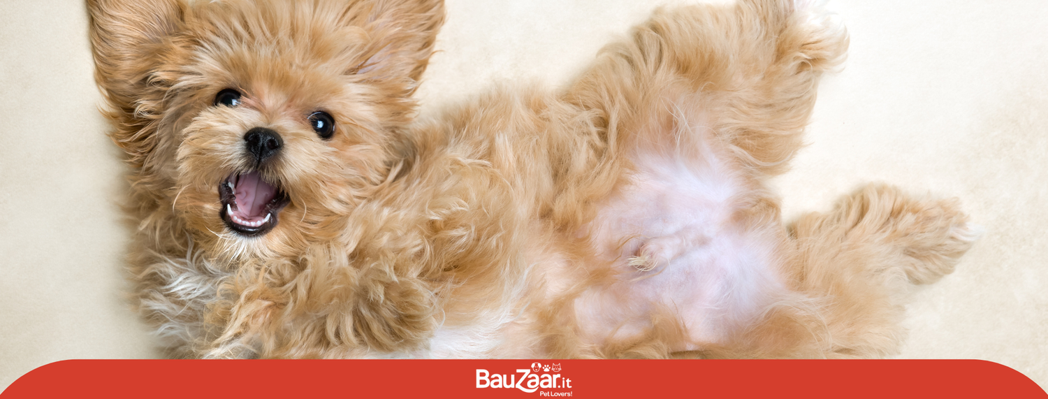 Maltipoo: caratteristiche e comportamento