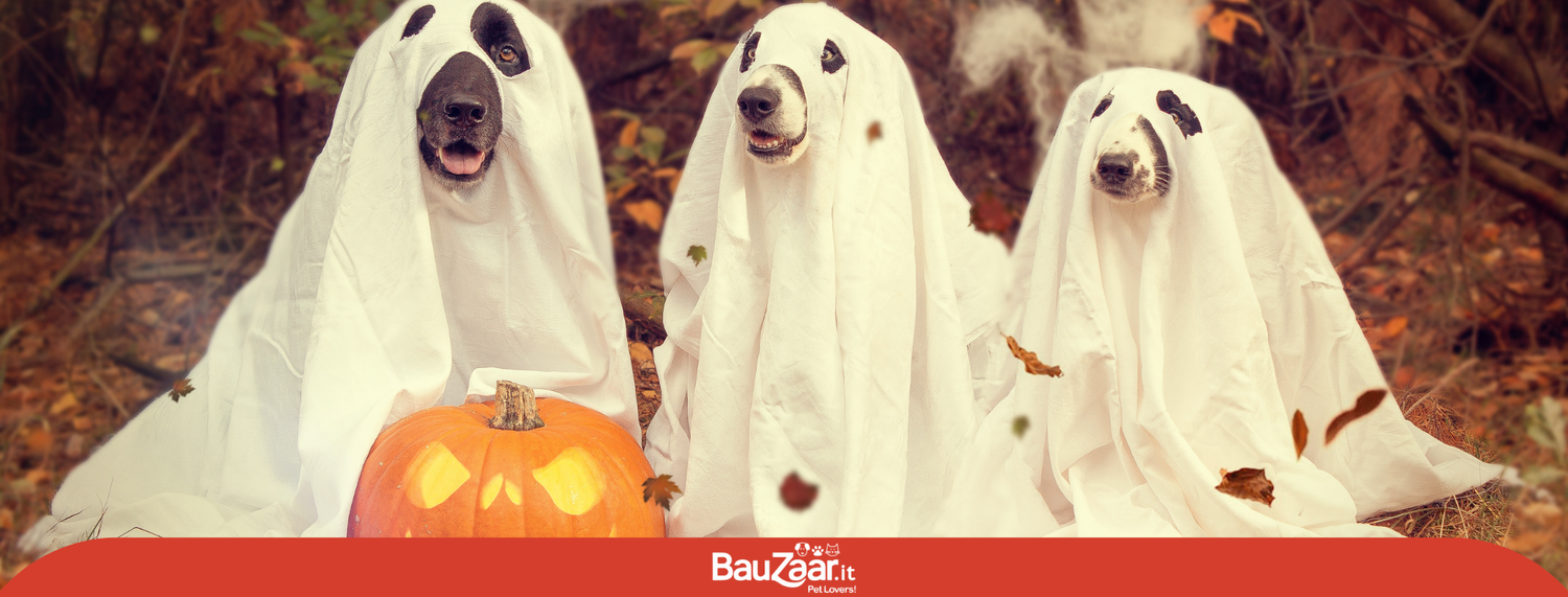 Halloween con i nostri pelosi
