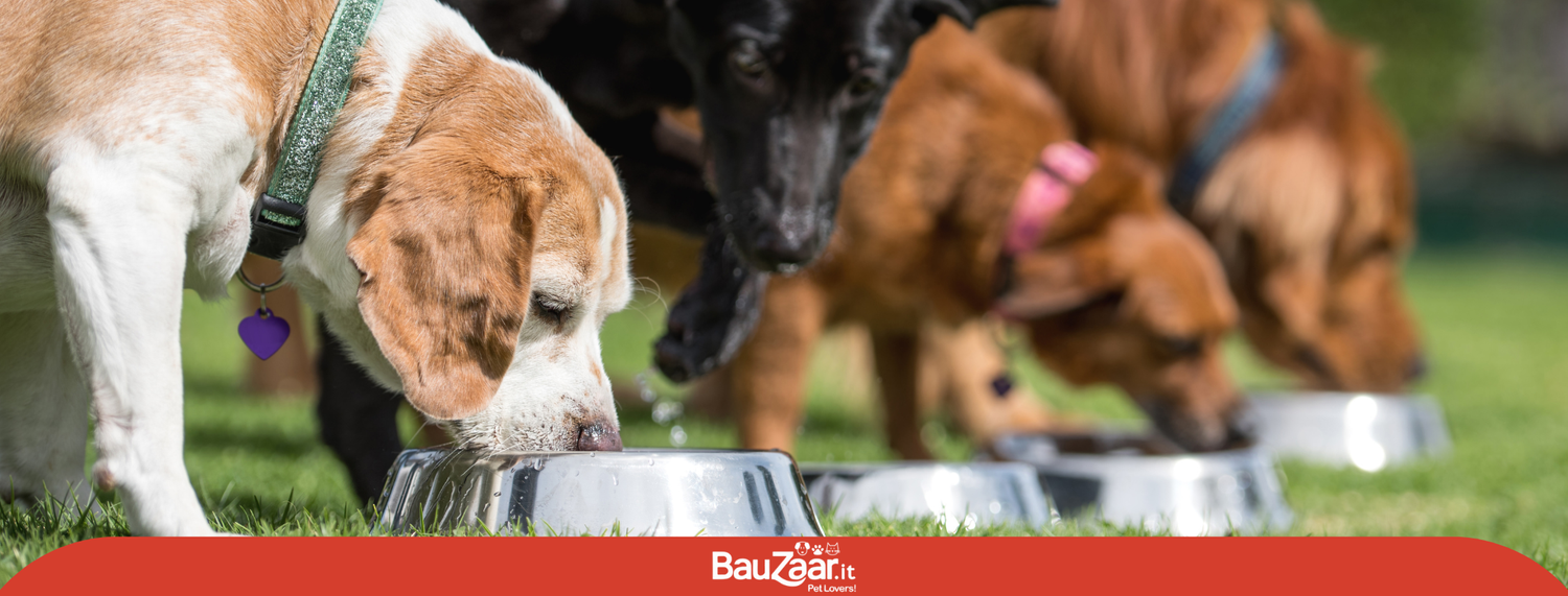 Cibo ipoallergenico per cani