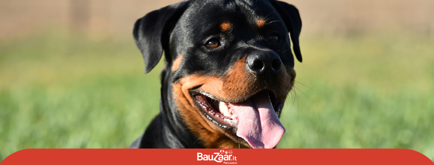 Rottweiler: carattere affidabile, potente e fedele