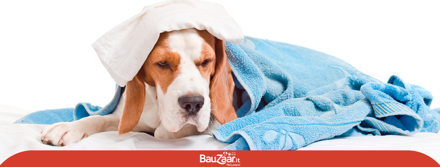 Vomito del cane: cause e patologie possibili