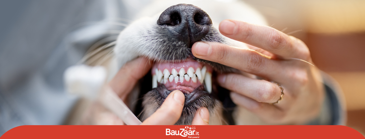 5 segnali che indicano problemi dentali al cane