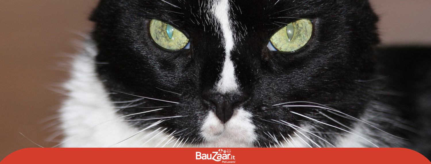 Silvestro, gatto stratega