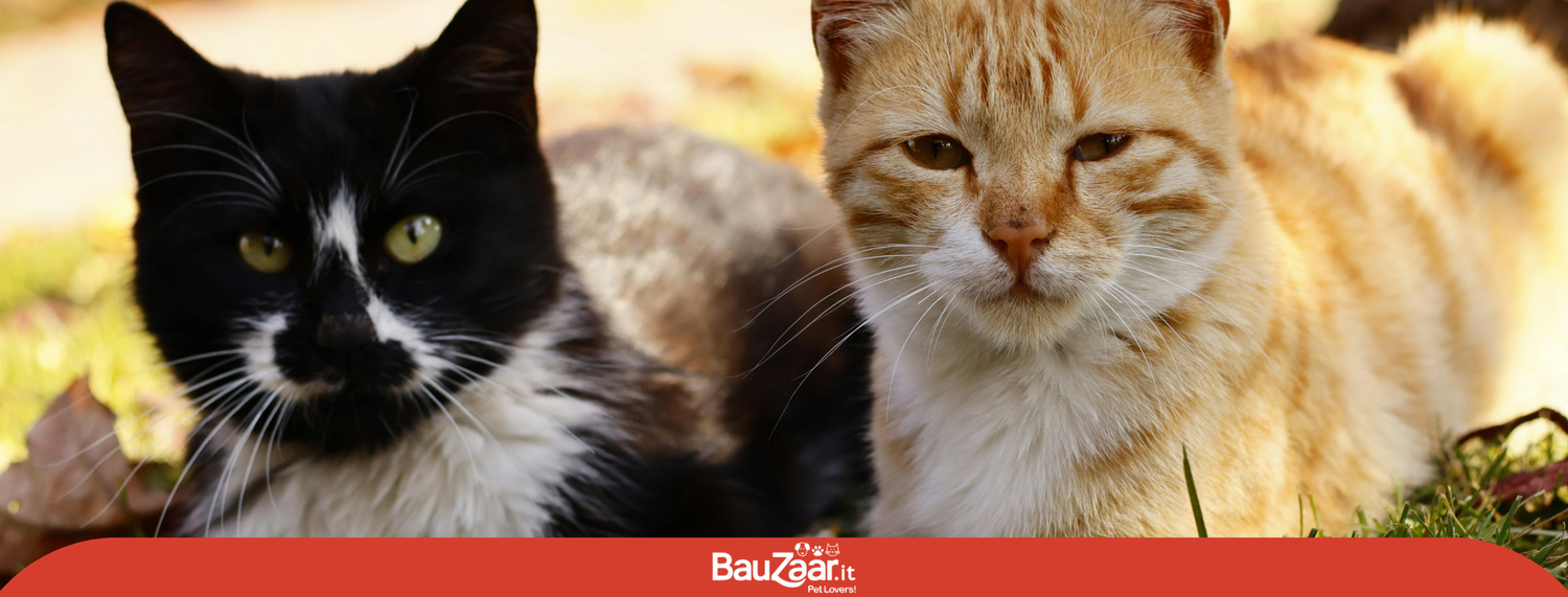 Giornata mondiale del Gatto il 17 febbraio