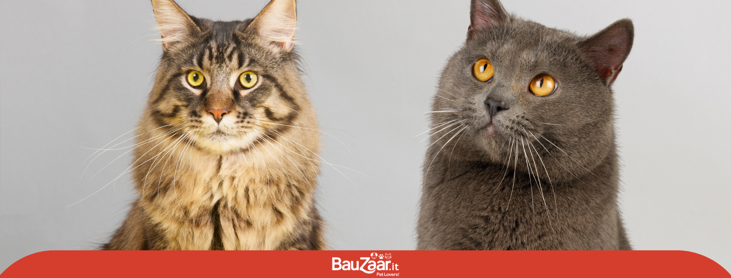 Maine Coon o Certosino?