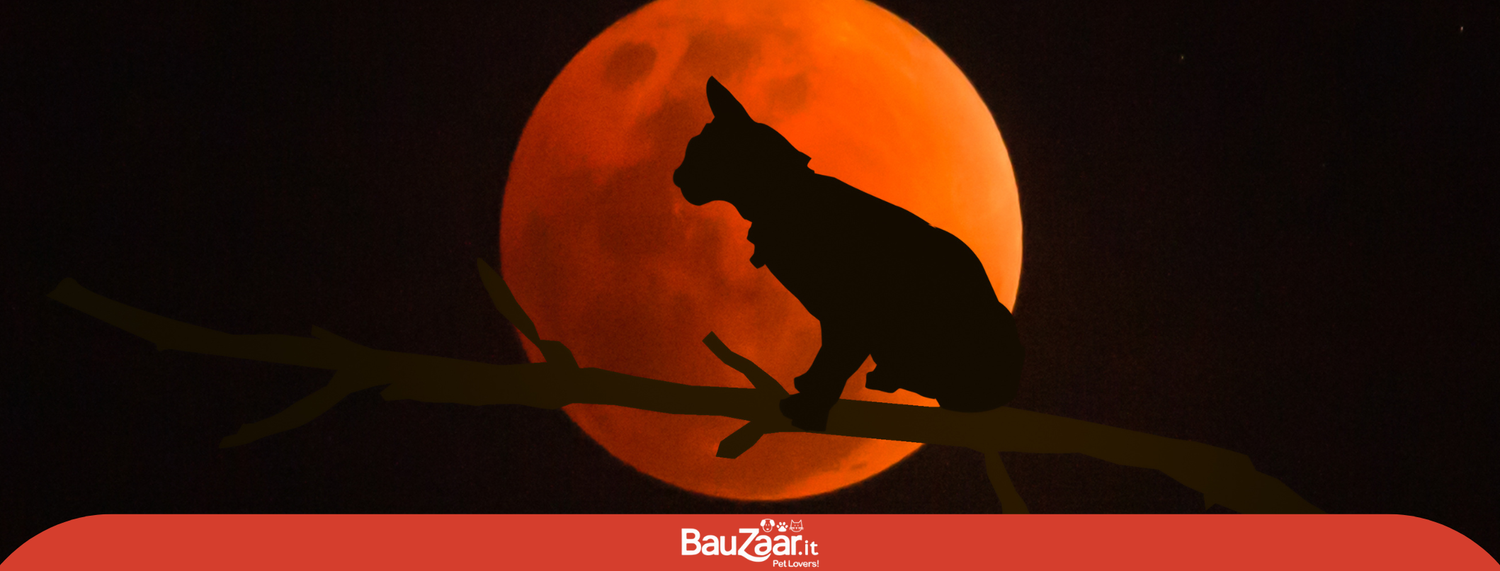 Gatto e luna, binomio magico!