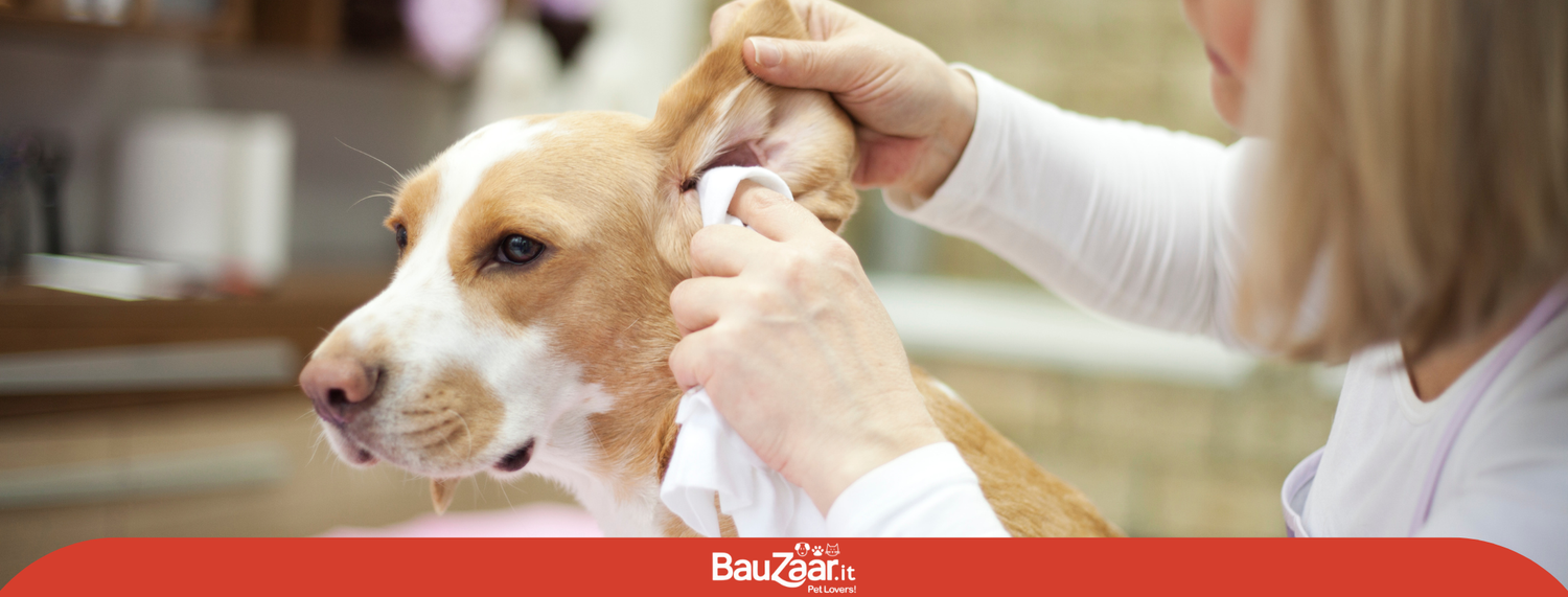 Come pulire le orecchie del cane?