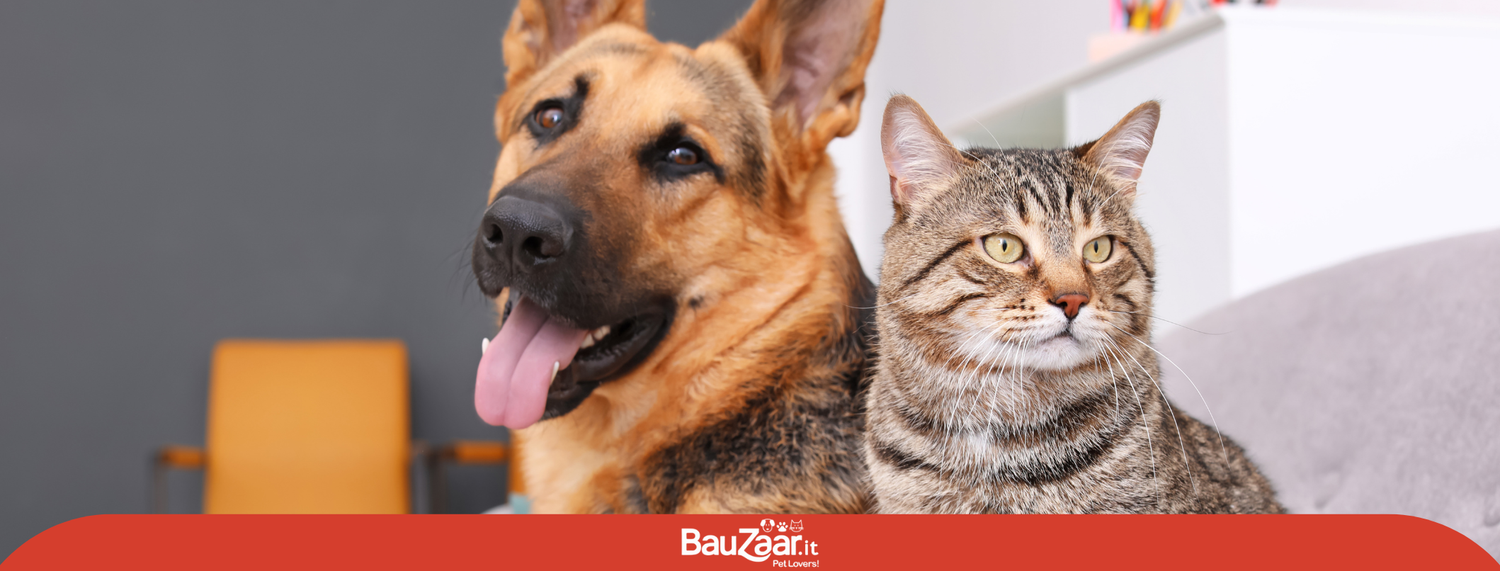 Cani e gatti, amici o nemici?