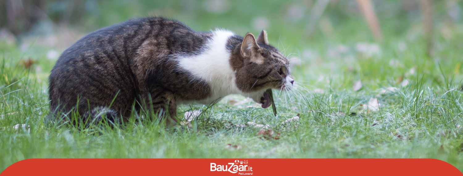 Gatto con il vomito: cause e possibili cure