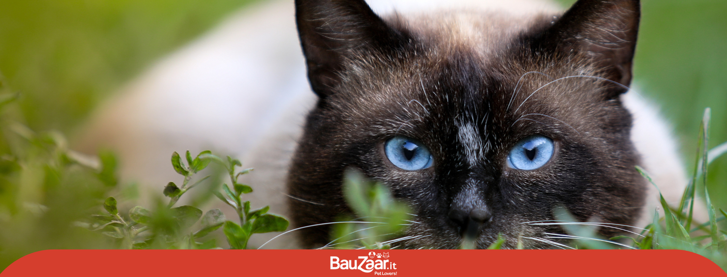 Gatto Siamese: la guida completa, dal carattere alla cura e tutte le caratteristiche