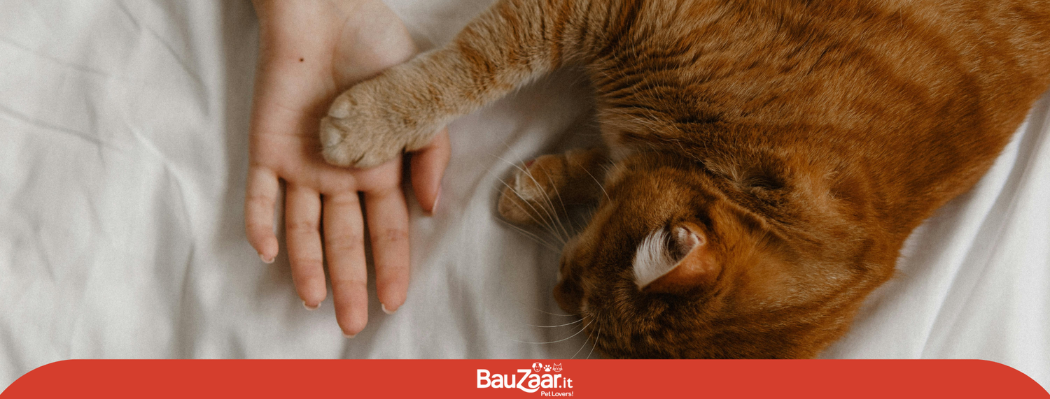 Assicurazione sanitaria per gatti: il gesto d’amore che protegge il loro domani