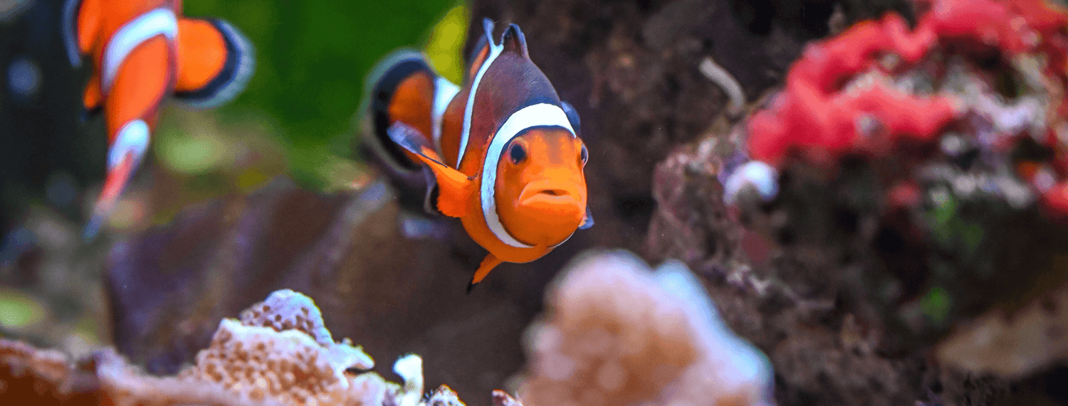 Acquario in casa, 5 consigli per chi inizia l'allestimento