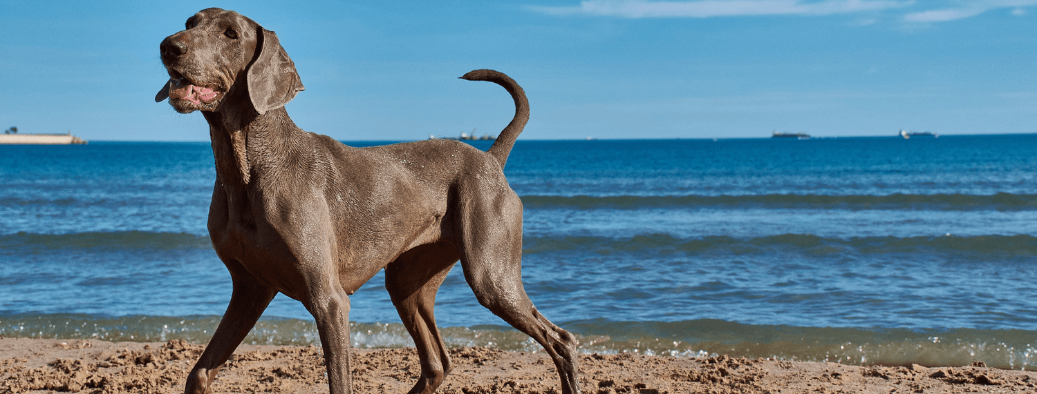 Al mare con il cane