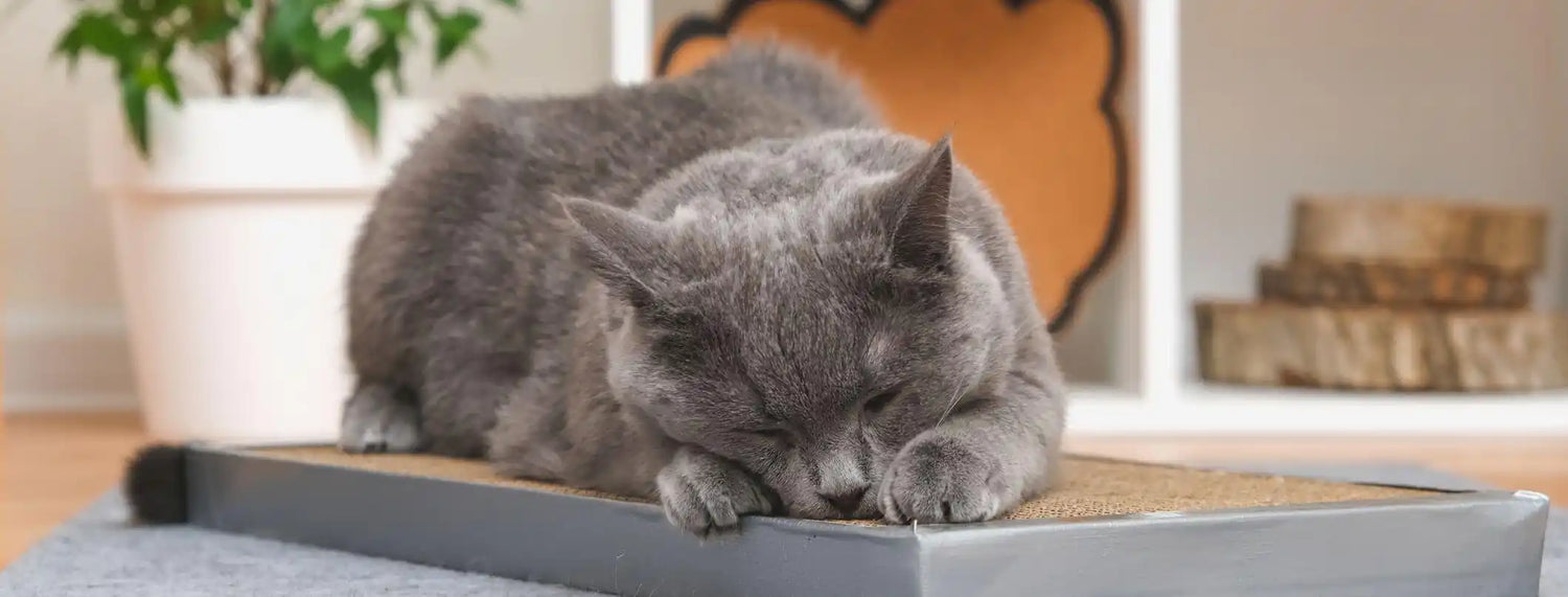 Che cos’è il tiragraffi? Approfondimenti, La voce del Brand, Razze canine, Razze gatti, Veterinaria  bauzaarit.myshopify.com 