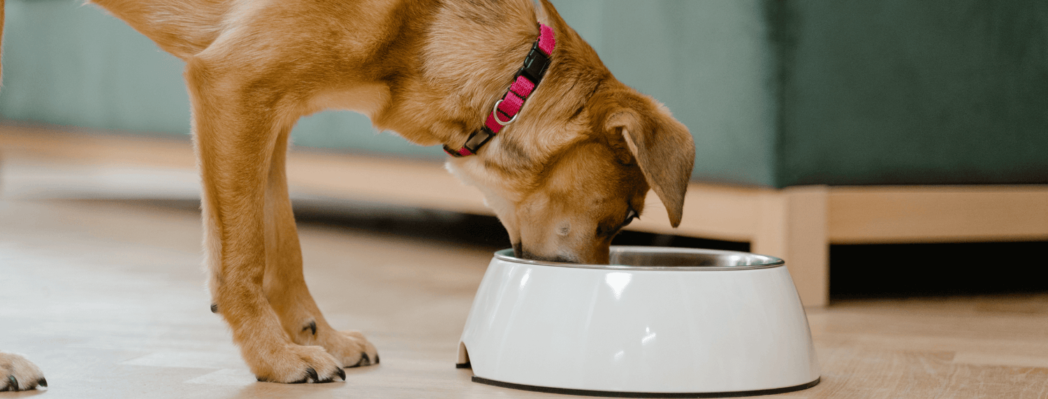 Cibo ipoallergenico per cani