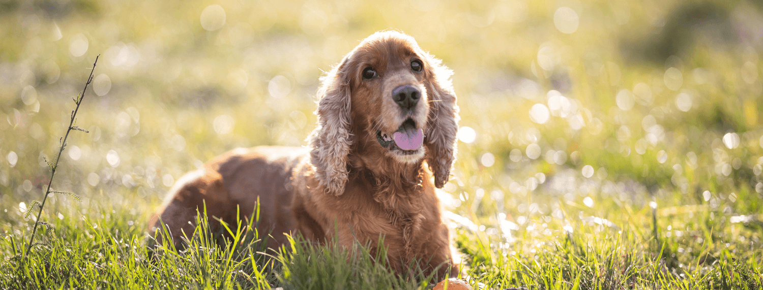 Cocker Spaniel: carattere, cuccioli e cura completa della razza