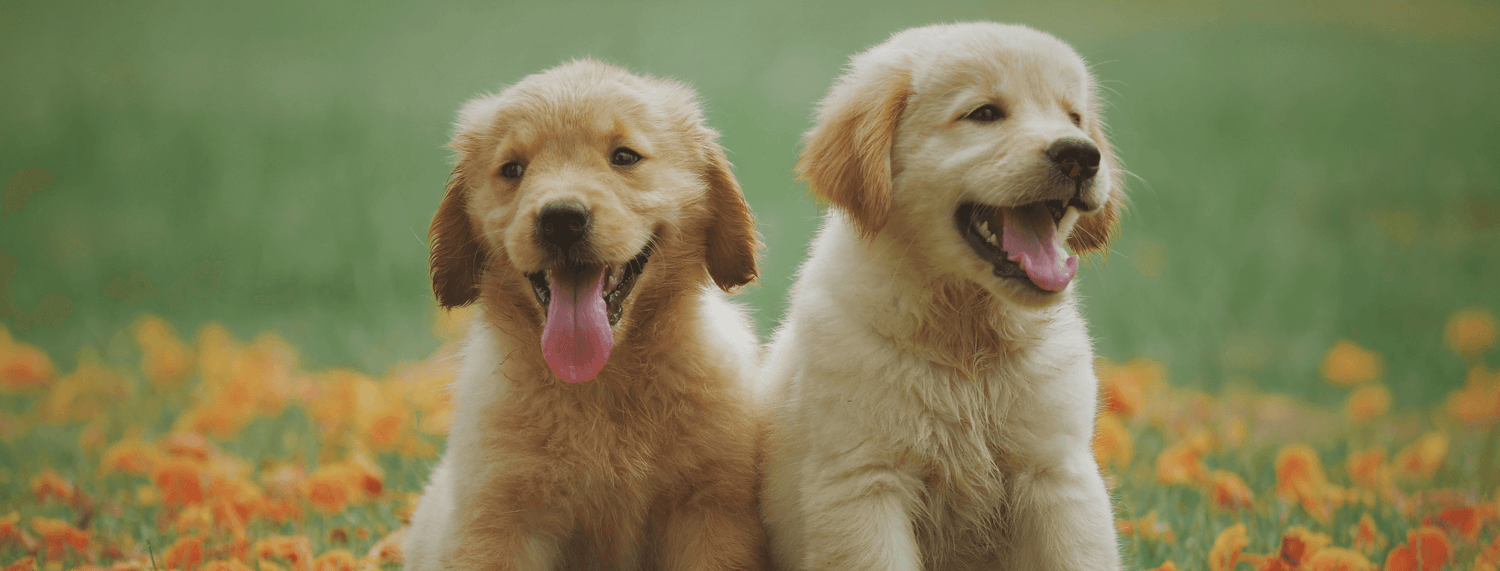 Golden Retriever: carattere, cuccioli e cura completa