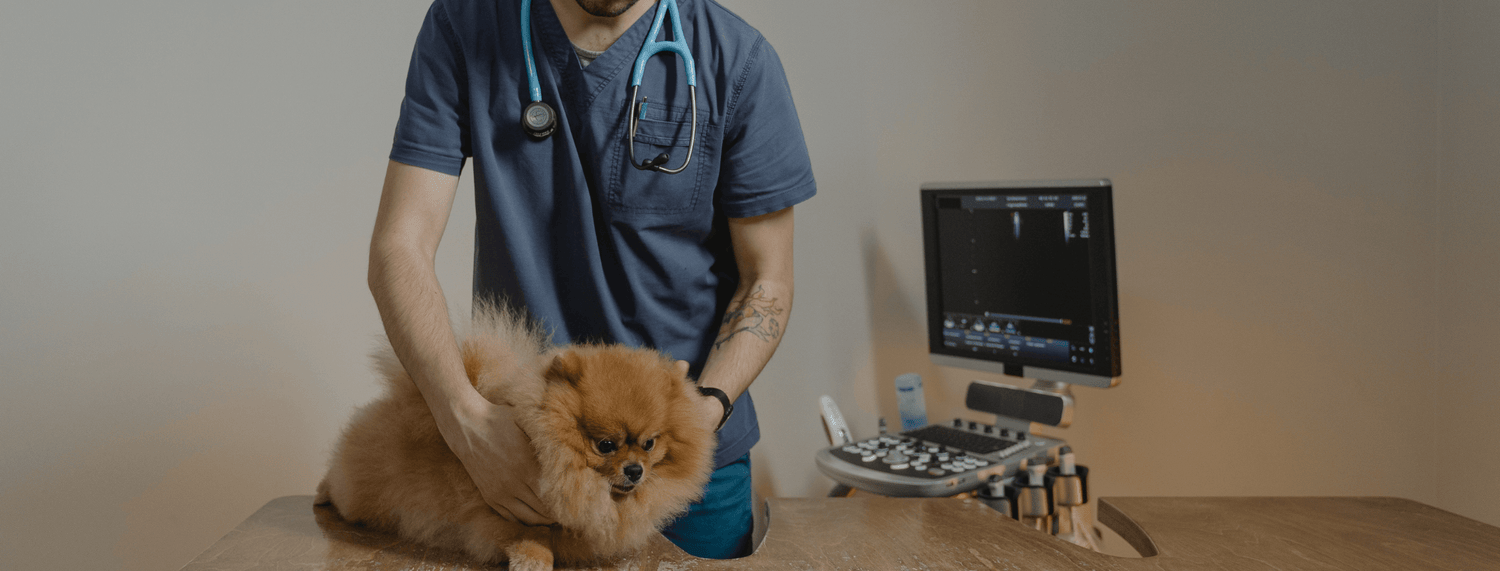 Microbioma Intestinale nel cane e disturbi gastroenterici
