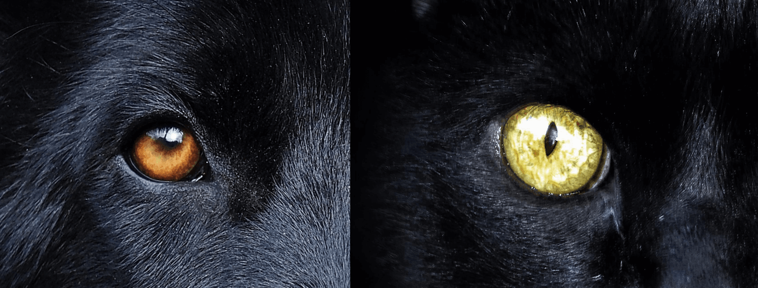 Occhi dei cani e dei gatti: conosci le differenze?