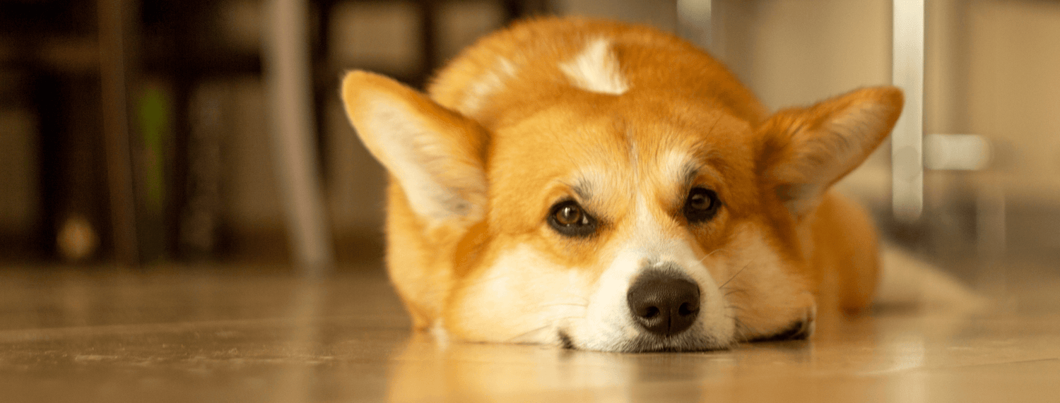 Problemi alle vie urinarie nel cane e nel gatto