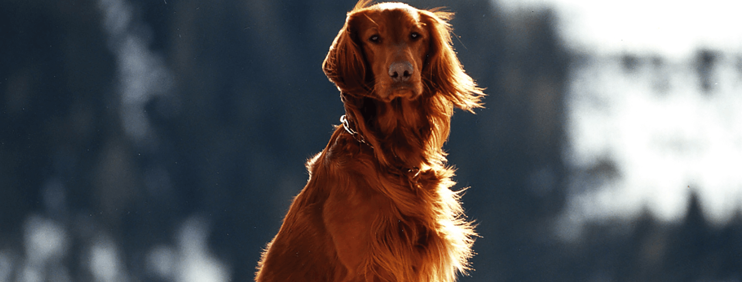 Setter: il cane dal carattere allegro, vivace e dolce