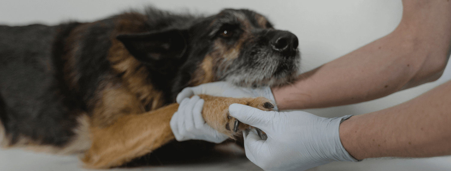 Visita ortopedica precoce e accertamenti preventivi nel cane