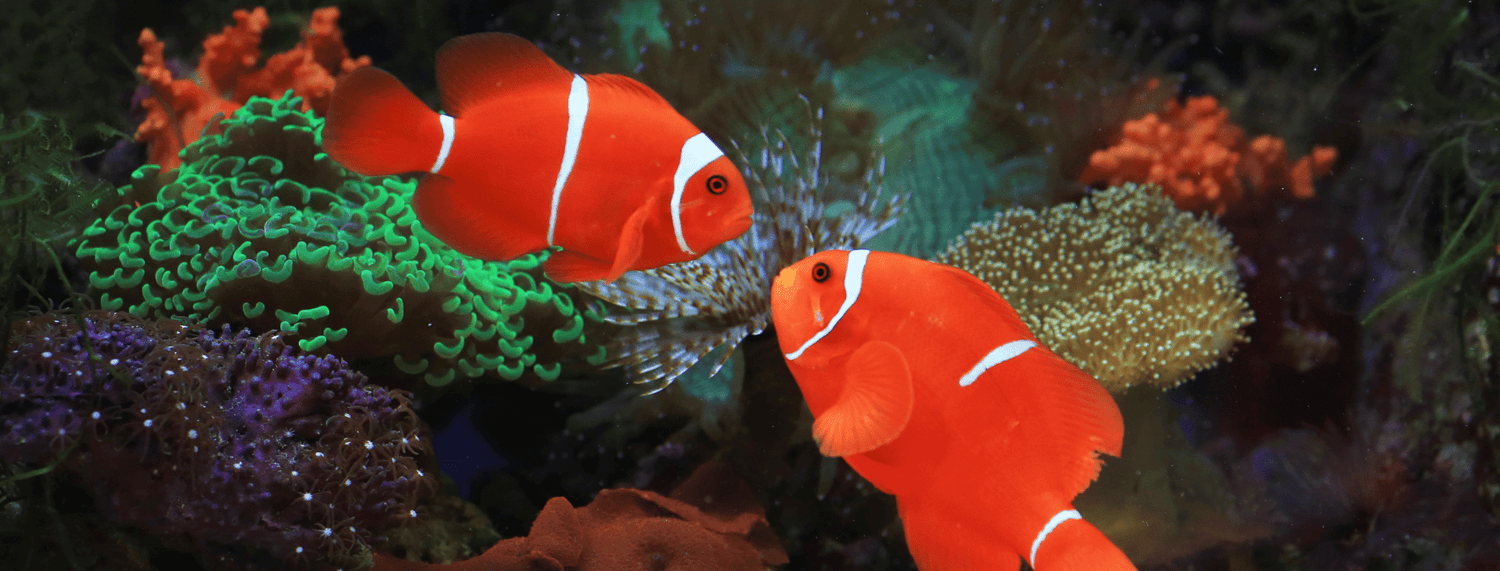L'acquario d'acqua dolce: le fasi d'introduzione dei pesci