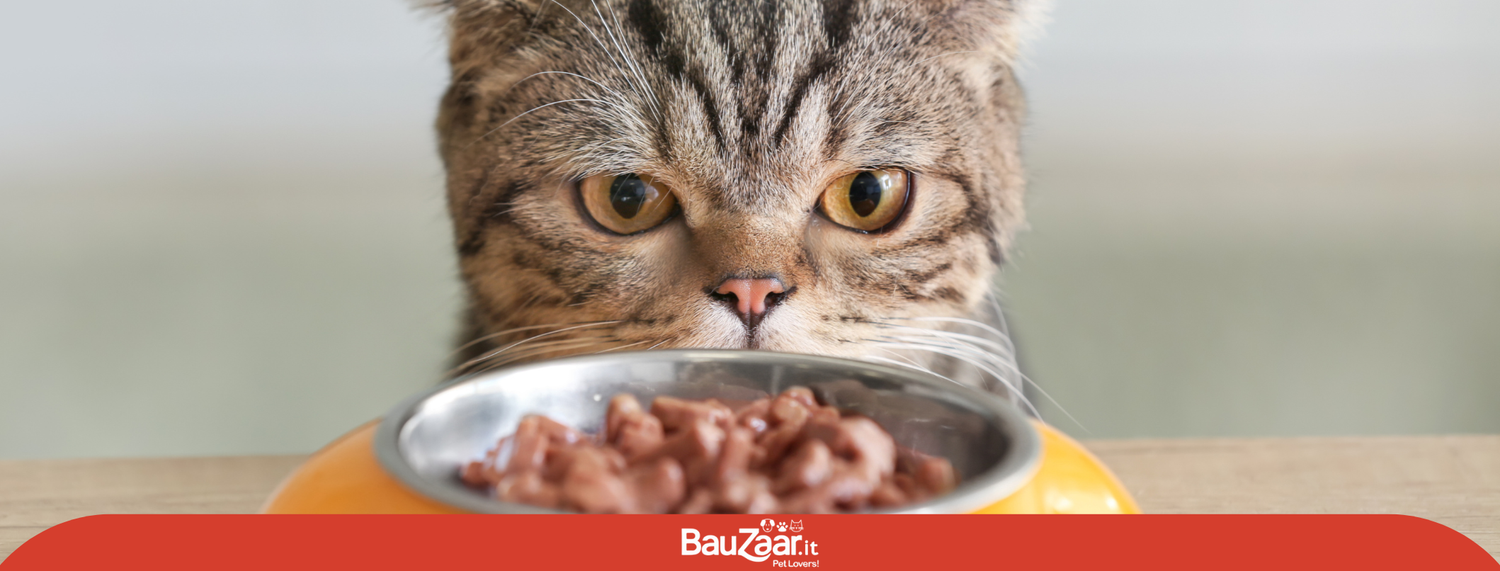 Alimentazione corretta per gatti