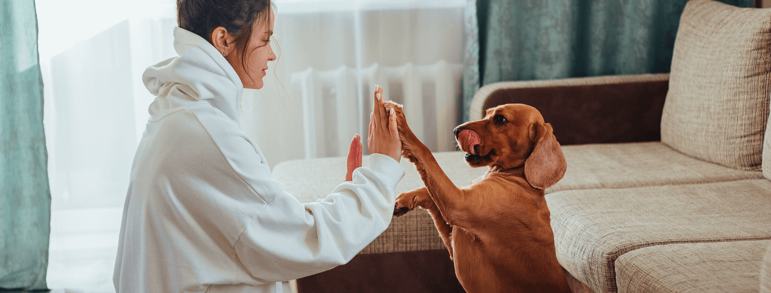Giochi di attivazione mentale per cani