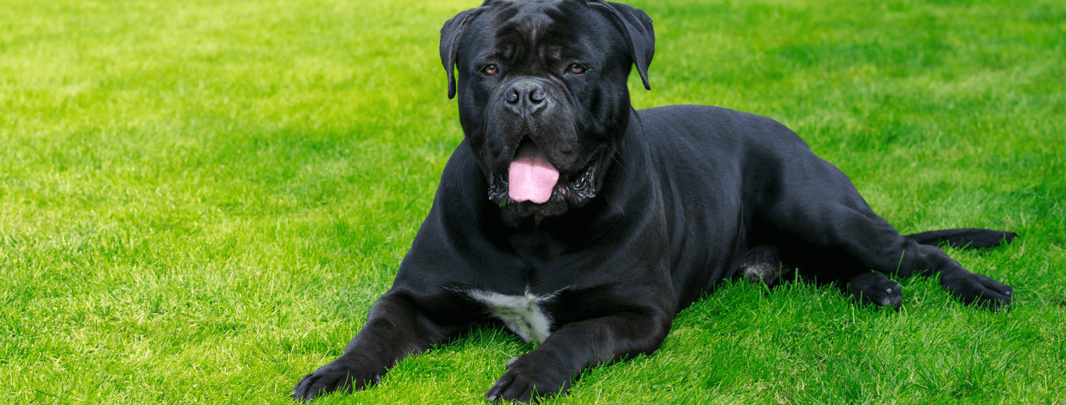 Cane Corso: il molosso italiano che unisce forza e lealtà