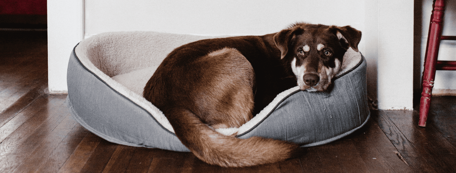 La funzione della cuccia per il cane