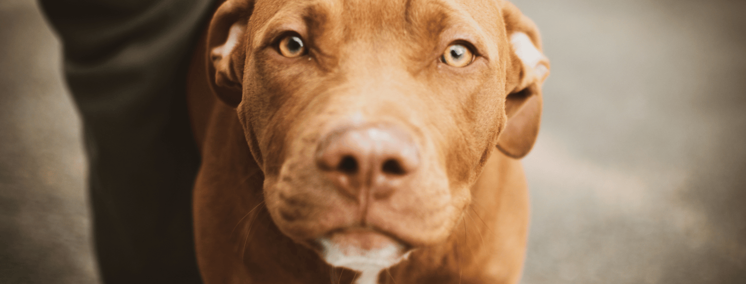 Dermatite e dieta: diagnosi e cura per il cane
