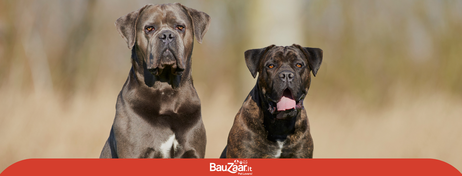 Cane Corso: il molosso italiano che unisce forza e lealtà