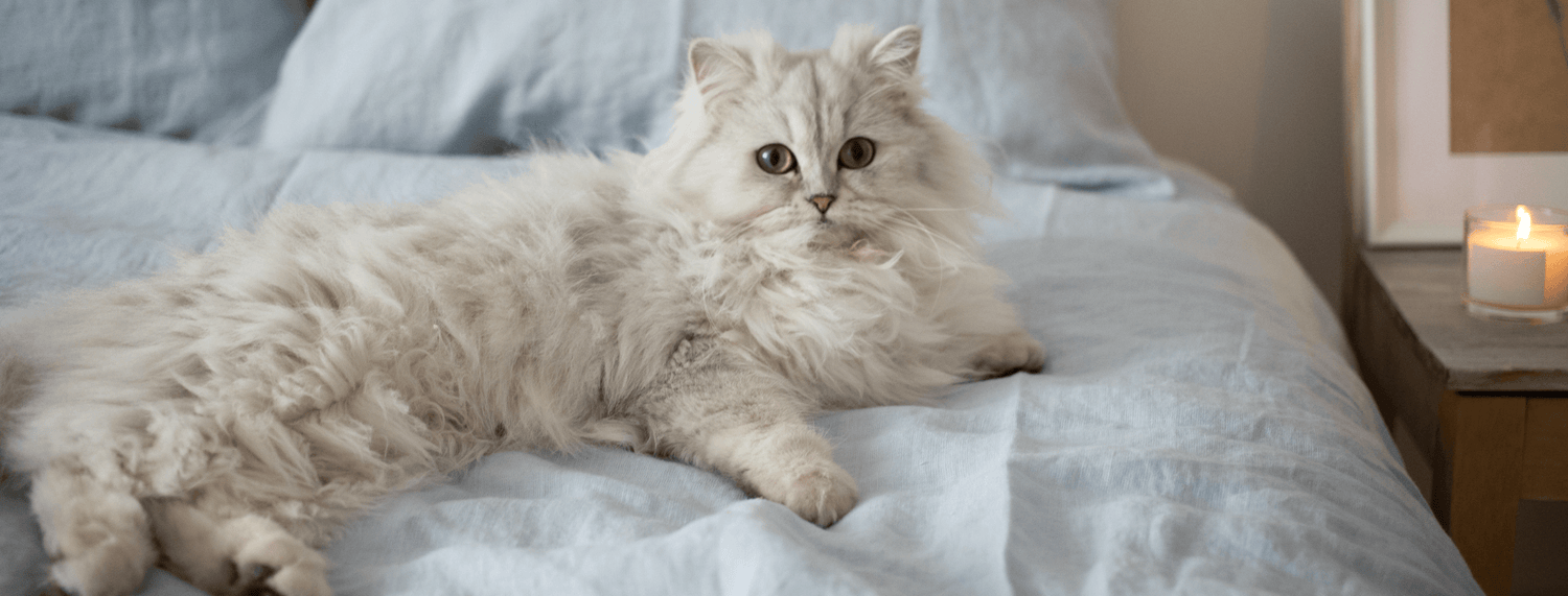 Cosa è l'allergia al gatto e come ridurla